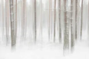 Birch Forest