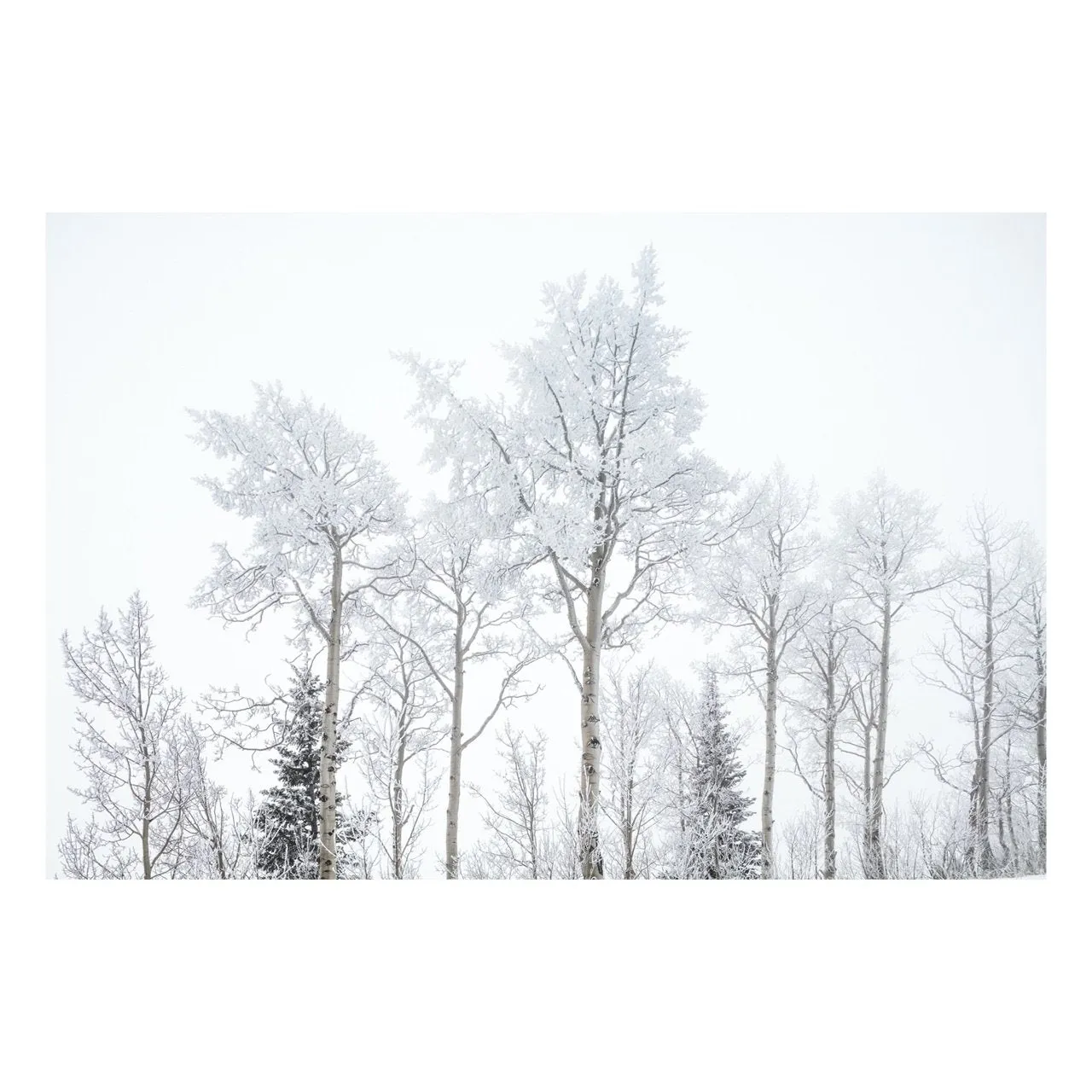 "Winter Leaves" | Nature Photography Print